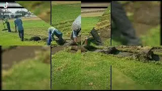 Instant lawn for sale kikuyu / LM grass