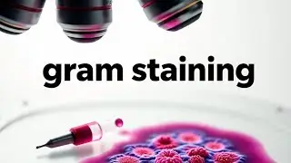 Staining Gram staining for biotechnology and microbiology ...#staining #microbiology #notes #study 