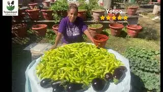 Grow 2,000 peppers 20 feet &ndash; Food survival kit #Pepper #Hungarian #BananaPepper