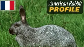 Argent&eacute; Rabbit 🐰 | Rare Silver Beauty of Europe | Full Breed Profile, Origin, Colors & Care Guide