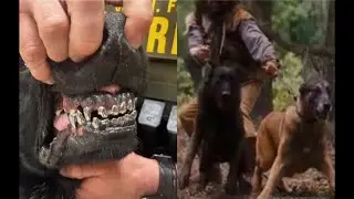 Dogs to TEAR❗️K-9 Units getting Titanium Teeth to Rip the Flesh of you Rebellious N!ggas! ⚠️ #shtf