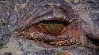 Spectacular Jumping Crocodile Cruise experience