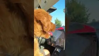 Life's a 'ruff' road, but this pup's the ultimate backseat driver! 🚗🐾 #puppylove  #dogs #cutepuppy