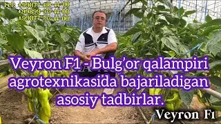 Veyron F1 - Булғop қалампири агротехникасида бажариладиган асосий тадбирлар.