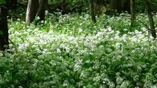 Divlji luk pored Slavonskog mora, za Filipa u Danskoj