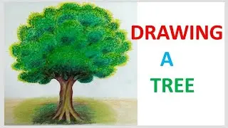 DRAWING A TREE - DRAWING LESSONS BY TEACHER ROSHNI - VIDEO-13