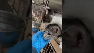 Lovable kittens compete for affection.