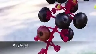 Benefits of Phytolacca | Proliva | Nutrisattva
