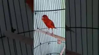 European Red Factor Canary Singing