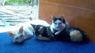 Kitties in their own world 😍// Cats and kittens happy home...