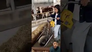 Sapi makan rumput⁉️