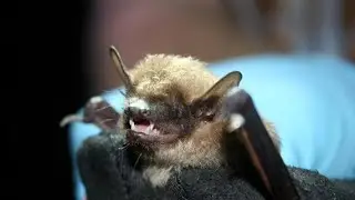 Big Brown Bat | FIND Iowa