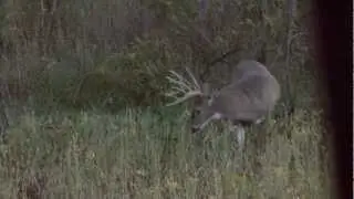 Real World Wildlife Seed Grow Hold Shoot