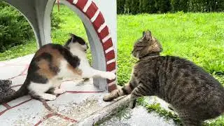 Real Cat Love❤️