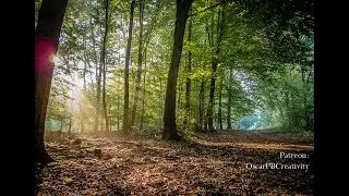 Hiding Tree  - Lightroom Time-lapse