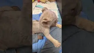 What a naughty little lion, it bit my pants!🐯🤣 #lion#animals #cute #zoo