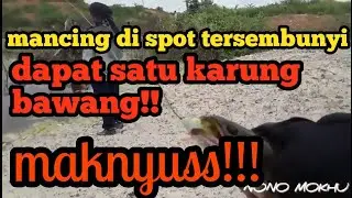 Fishing snake head, Mancing ikan gabus,ikan gabus besar casting ikan gabus
