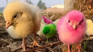Colorful Baby Chicks ASMR 🐥 | Cute & Relaxing Nature Sounds | Satisfying Rural Morning