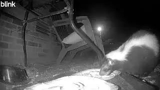 OMG IS THIS FOOTIE THE SKUNK?!
