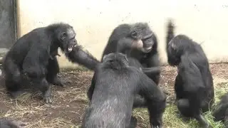 Peach, please don't hurt my kids! by Momoko ピーチ、私の子供たちをいじめないでよ！モモコ　Chimpanzee  Tama Zoological Park