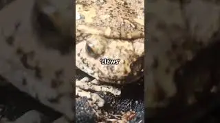 This Frog Breaks Its Bones to Make Claws 😨🐸