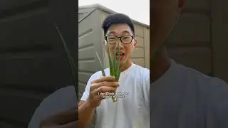 Сбор и размножение алоэ! #aloeevera #aloe