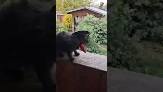 How kitten Squeaky trains 💪🐈&zwj;⬛👍