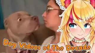 Реакция Саншайн на лучшие видео с собаками десятилетия от Daily Dose Of Internet