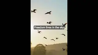Beautiful Birds Flying in the Sky | Peaceful Nature 🕊️
