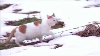 ❄️ＩＣ Ｅ ❄️ＴＲＡＤＥＲ❄️ ＧＡＮＧ॰❄️