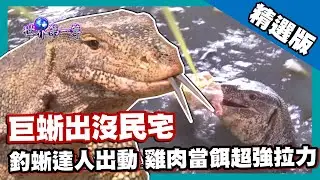 【泰國】四腳蛇私闖民宅 雞肉釣蜥拉力爆表｜《世界第一等》740集精華版 #好家在我在家