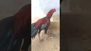 my farm update aseel