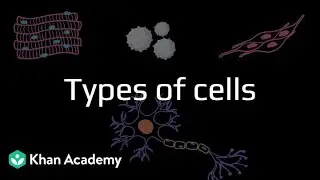 Types of cells | Middle School Science | Khan Academy