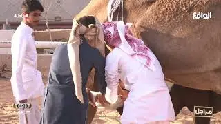 حلب المجموعة الثالثة بقيادة زياد بن شري | عقاب المري (مراجل4)