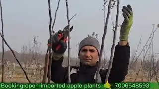 How to Prune 1st Year Grafted Apple Plant | Full Training for High Yield 🌳🔥