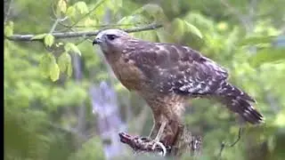 Identifying Birds in your own Backyard, WONDERFUL FOOTAGE of Over 50 types of birds.