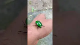 Heterorrhina Beetle Heterorrhina elegans is a species of Scarab beetle found in India and Sri Lanka.