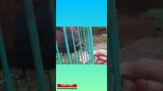 Feeding our Coucal (Uppan)💫🐦#shorts