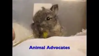 Animal Advocates rescues baby Easter bunnies! Mary Cummins