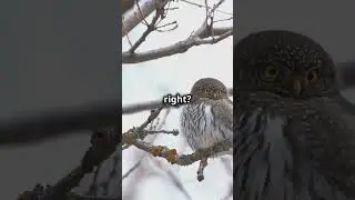 5 Fascinating Facts About the Northern Pygmy owl!