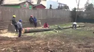 Tree Crew