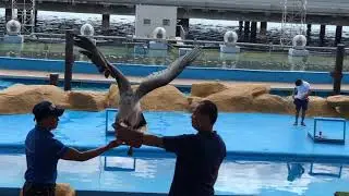 Manila Ocean Park - All Star Bird Show