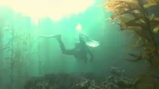 Kelp forest 2