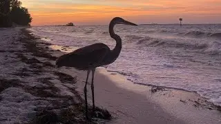 Anna Maria Island 2022