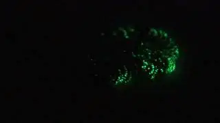 Pennatulacea bioluminescence compilation