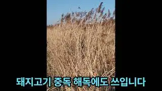 갈대(노근)[Phragmites australis (Cav.) Trin. ex Steud.]