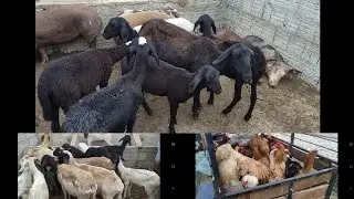 FEIRA DE ANIMAIS EM BODOC&Oacute;-PE DIA, 22/12/2025. #nordeste 