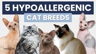 5 Hypoallergenic Cat Breeds for Allergy Sufferers