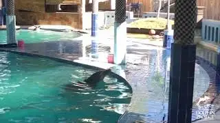 Captive Dolphins Forced To Perform At Melka Excelsior Hotel, Indonesia