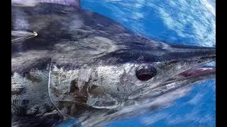 YAMAHA School of Fish Episode 1:  Trailer boat game fishing